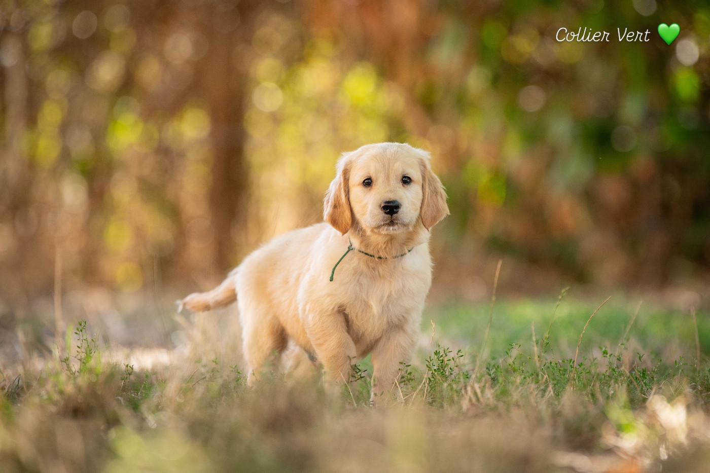 Elevage Du Monde De Yuna - Chiots disponibles - Golden Retriever